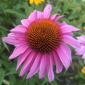 Meet your Posher, Kature